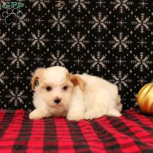 Joseph, Maltipoo Puppy
